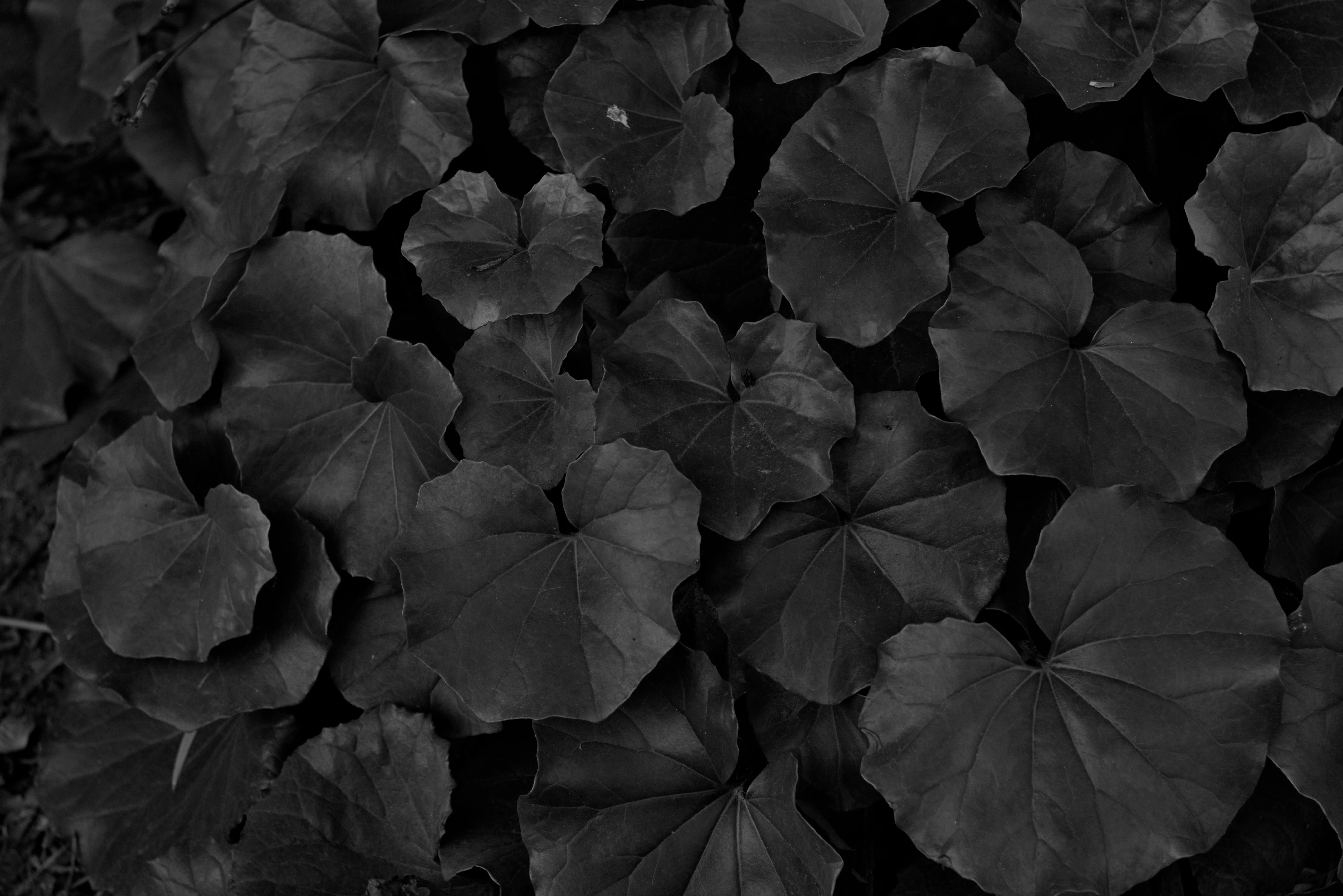 Zenith Helios-77M-4 1,850 (VOMZ) - _I4A5576.webp